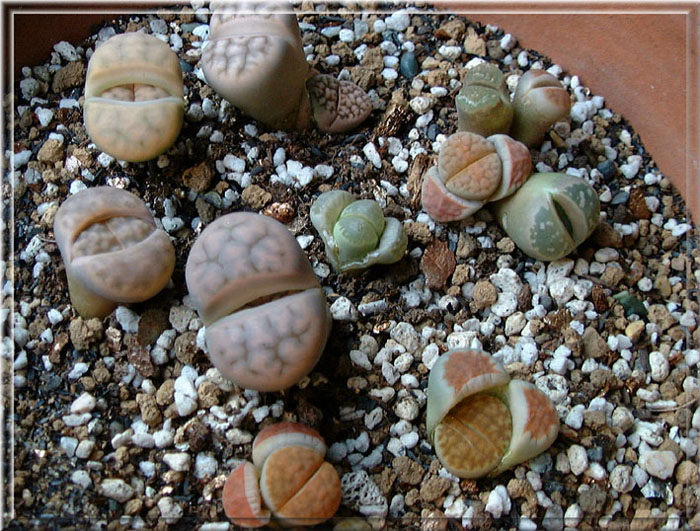 Lithops