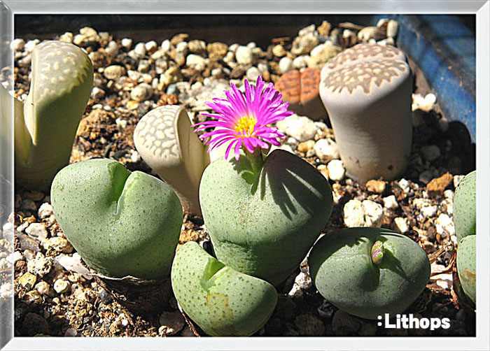Lithops2