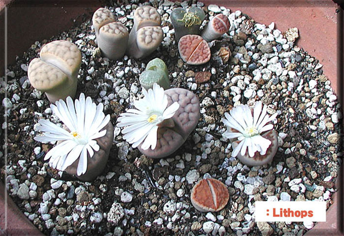 Lithops3