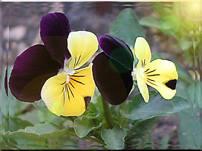 biora_
