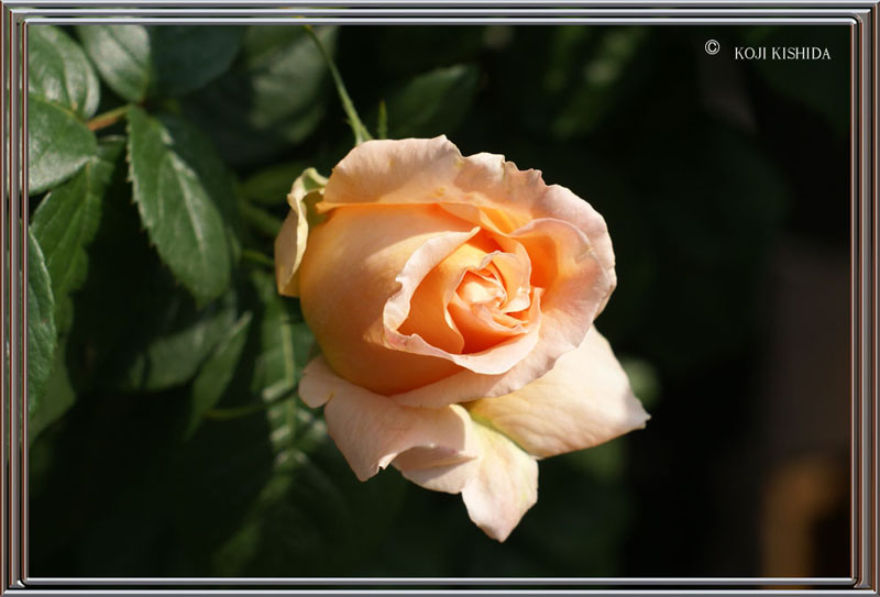 rose_9