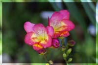 Freesia_red_