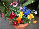 pansy