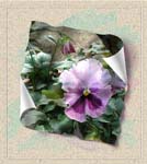 pansy2