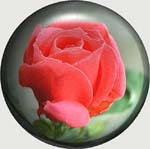 rose_1