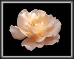 rose_3