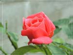 rose_4