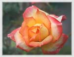rose_5