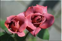 rose_8