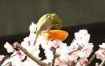 mejiro_2