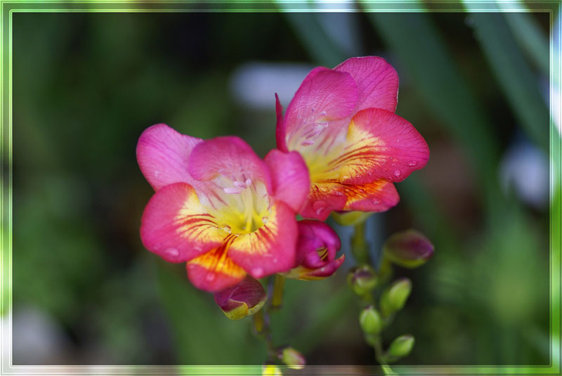 Freesia_red_