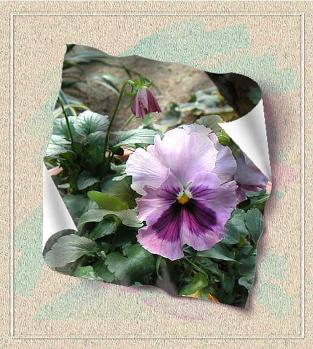pansy2