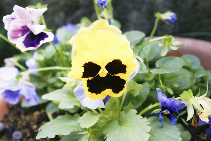 pansy3