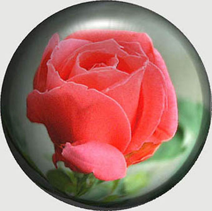rose_1