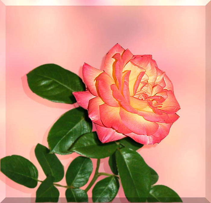 rose_2