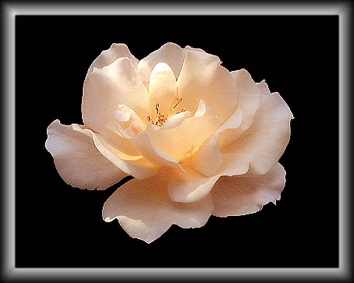 rose_3