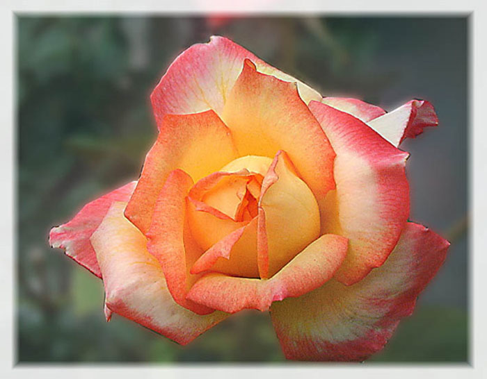 rose_5