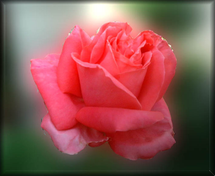 rose_6