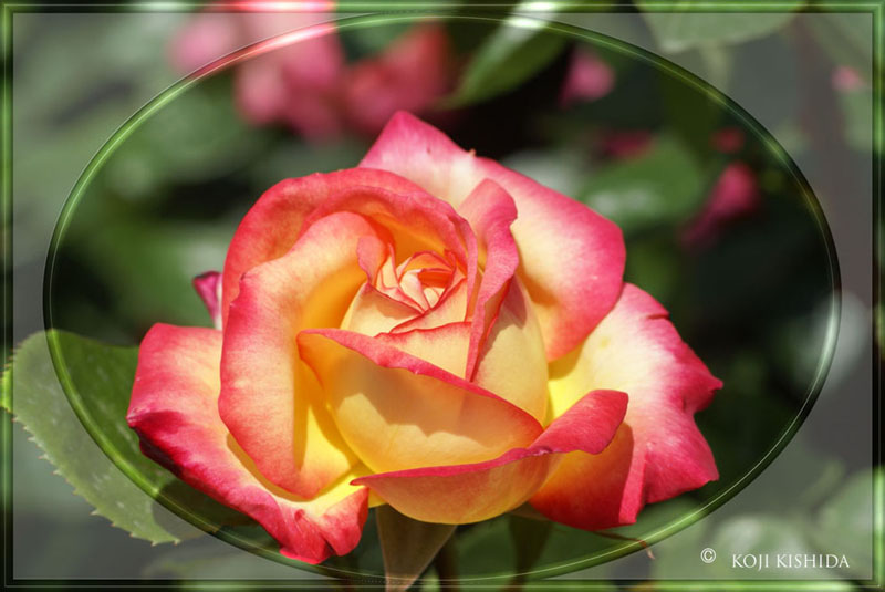 rose_7