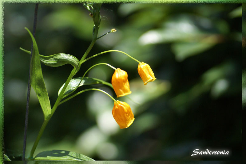 sandersonia_2