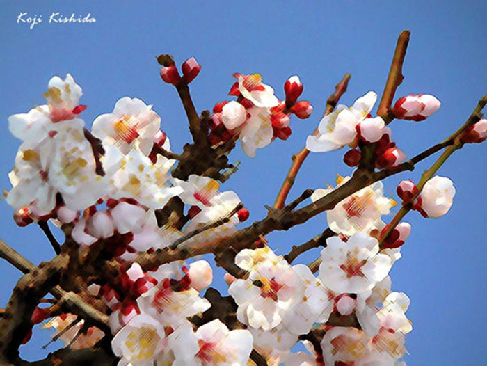 ume