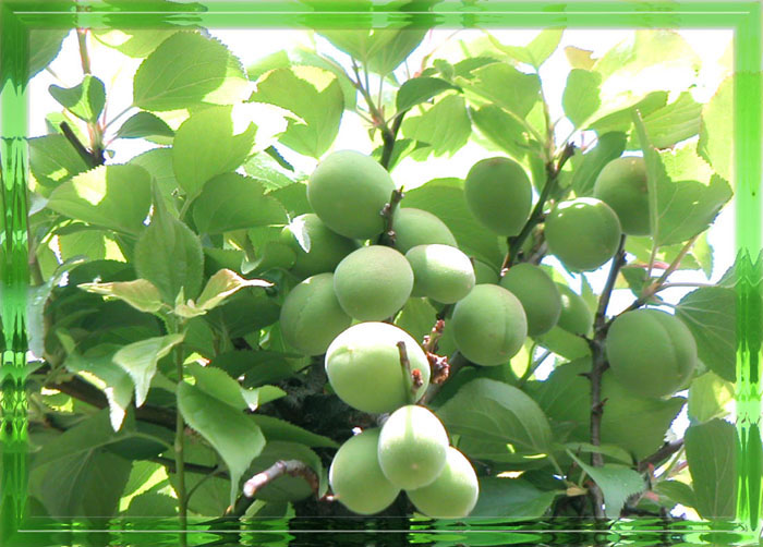 ume_2