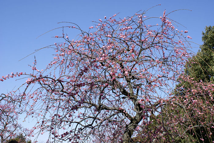 ume_3