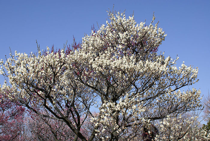ume_4