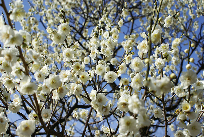 ume_5
