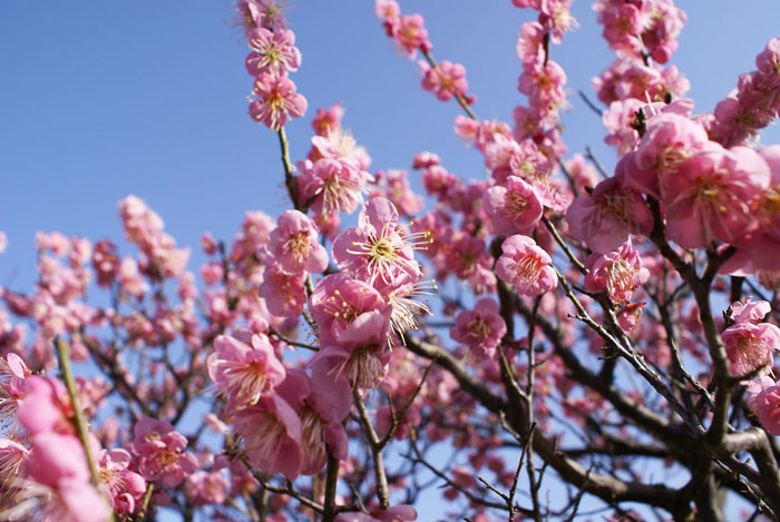 ume_6