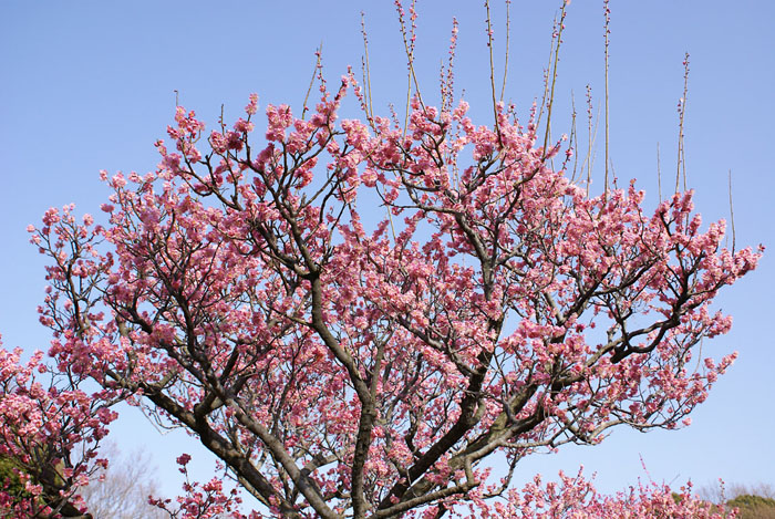 ume_7