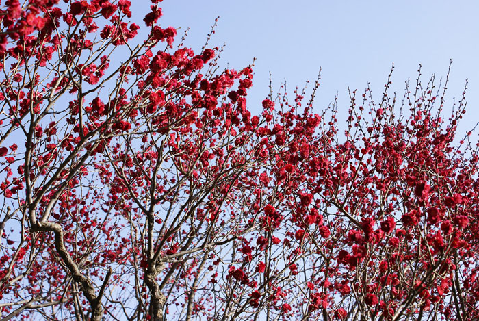 ume_8