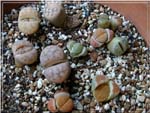 Lithops