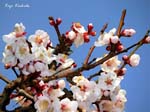 ume