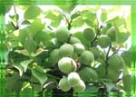 ume_2