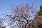 ume_3