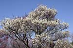 ume_4