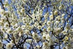 ume_5