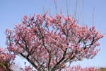 ume_7