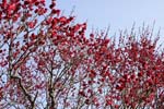ume_8