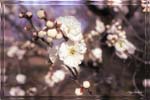 ume_9