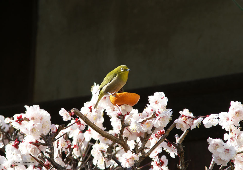 mejiro_1