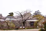 kishiwadajyou_1